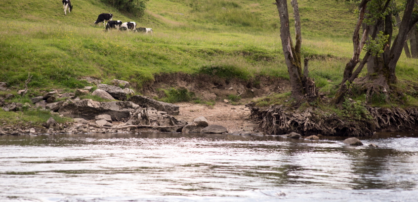 Kor betar vid strandkanten. Fotot är taget utifrån vattnet och in mot land. 