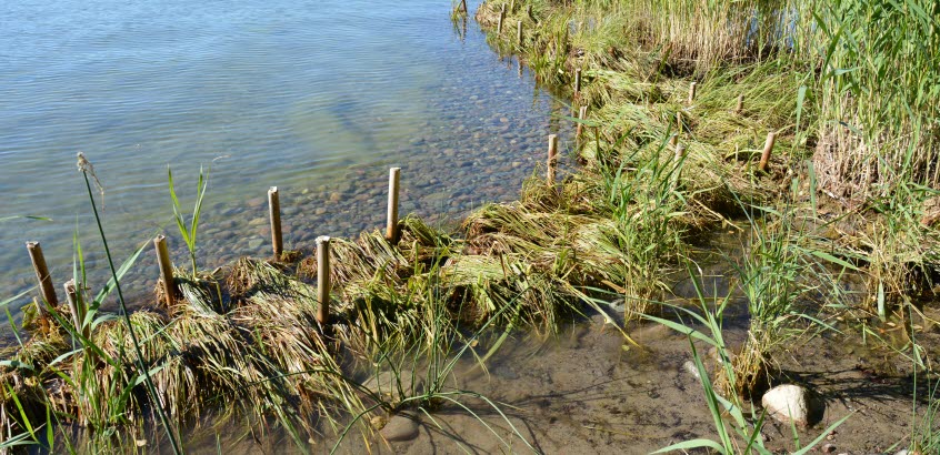 Erosionsskydd, strand, grönska, sand, vatten, sten, vass.